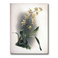 thumbnail image 1 of Designart ' Ancient Orchid Flower ' Traditional Canvas Wall Art Print, 1 of 4