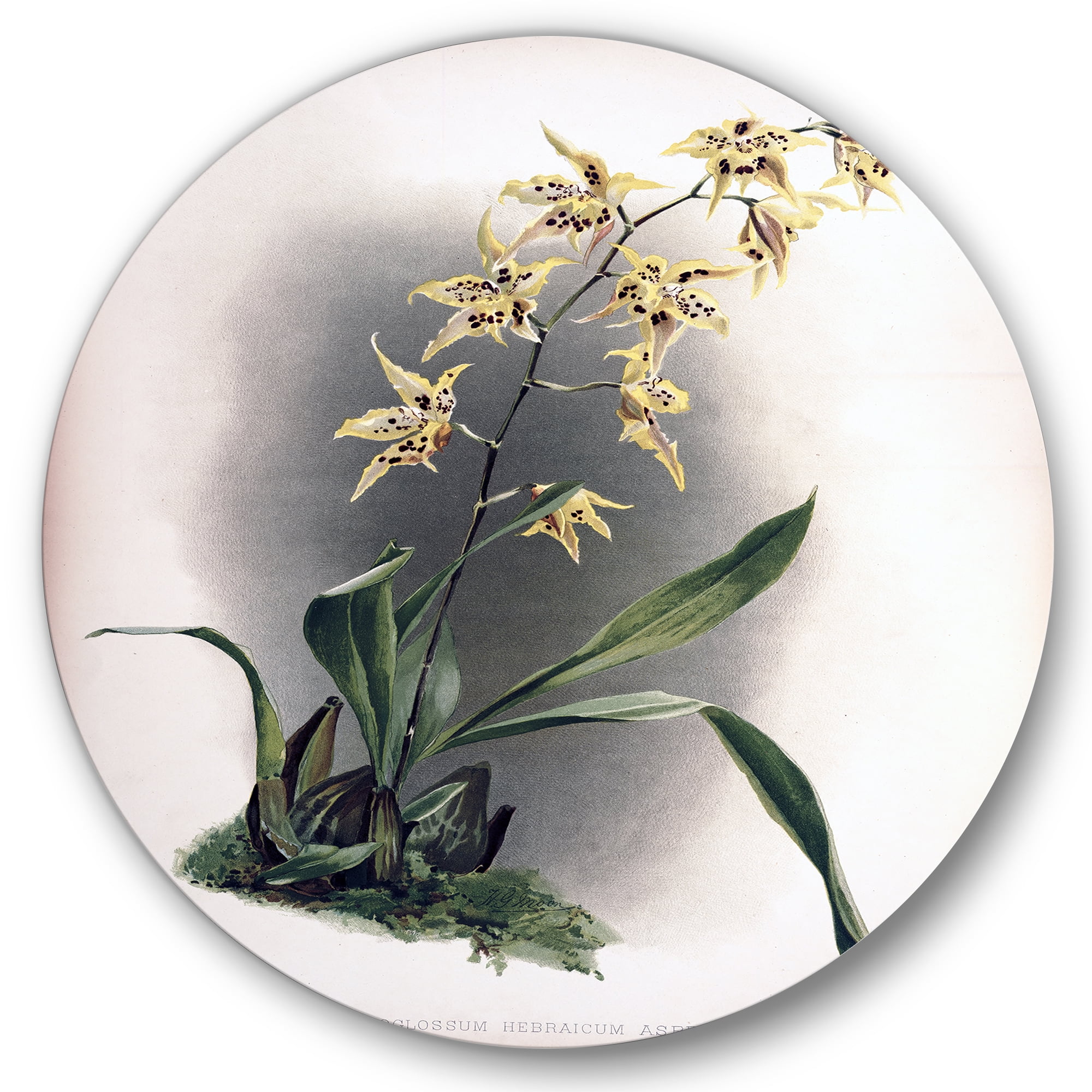 Designart 'Ancient Orchid Flower' Traditional Circle Metal Wall Art 11x11 - Disc of 11