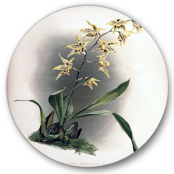 Designart 'Ancient Orchid Flower' Traditional Circle Metal Wall Art 36x36 - Disc of 36