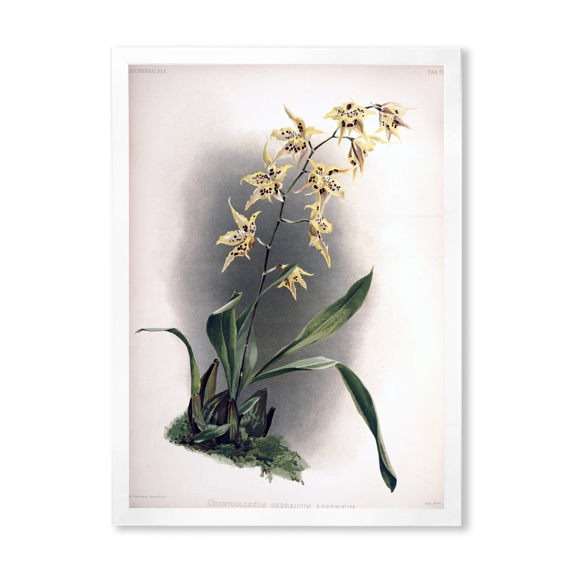 Designart 'Ancient Orchid Flower' Traditional Framed Art Print