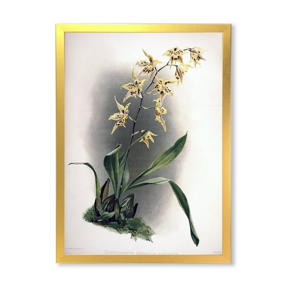 Designart 'Ancient Orchid Flower' Traditional Framed Art Print