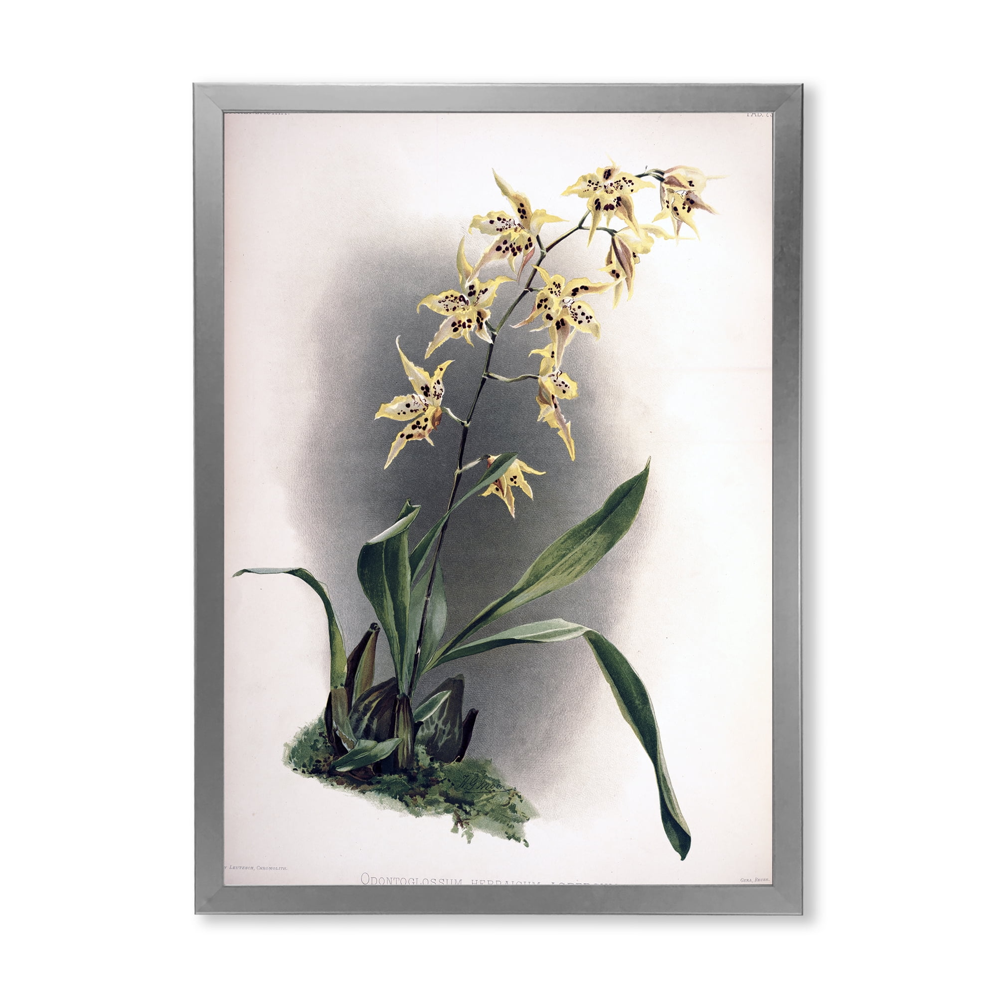 Designart 'Ancient Orchid Flower' Traditional Framed Art Print