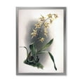 thumbnail image 1 of Designart 'Ancient Orchid Flower' Traditional Framed Art Print, 1 of 4