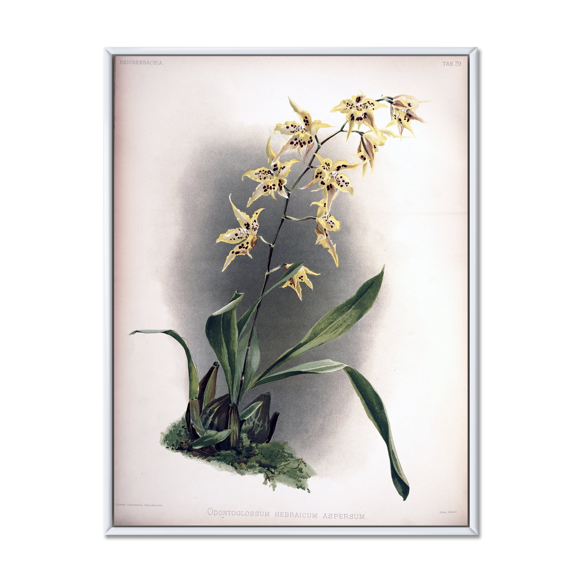 Designart 'Ancient Orchid Flower' Traditional Framed Canvas Wall Art Print