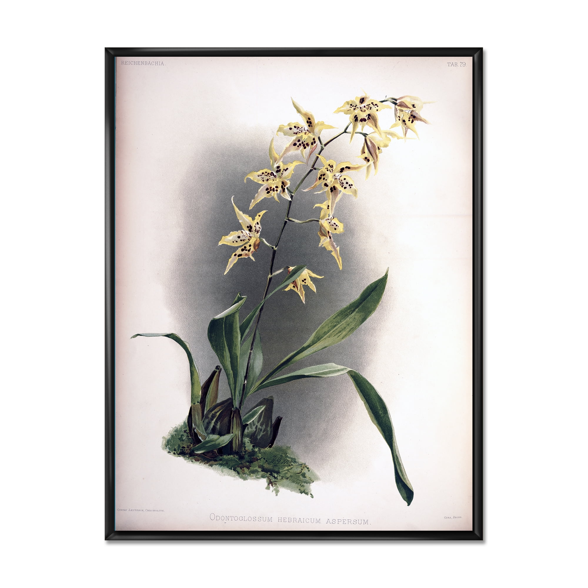 Designart 'Ancient Orchid Flower' Traditional Framed Canvas Wall Art Print