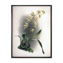 Designart 'Ancient Orchid Flower' Traditional Framed Canvas Wall Art Print