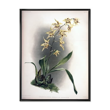 Designart 'Ancient Orchid Flower' Traditional Framed Canvas Wall Art Print
