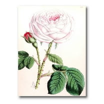 Designart ' Ancient Pink Flower ' Traditional Canvas Wall Art Print
