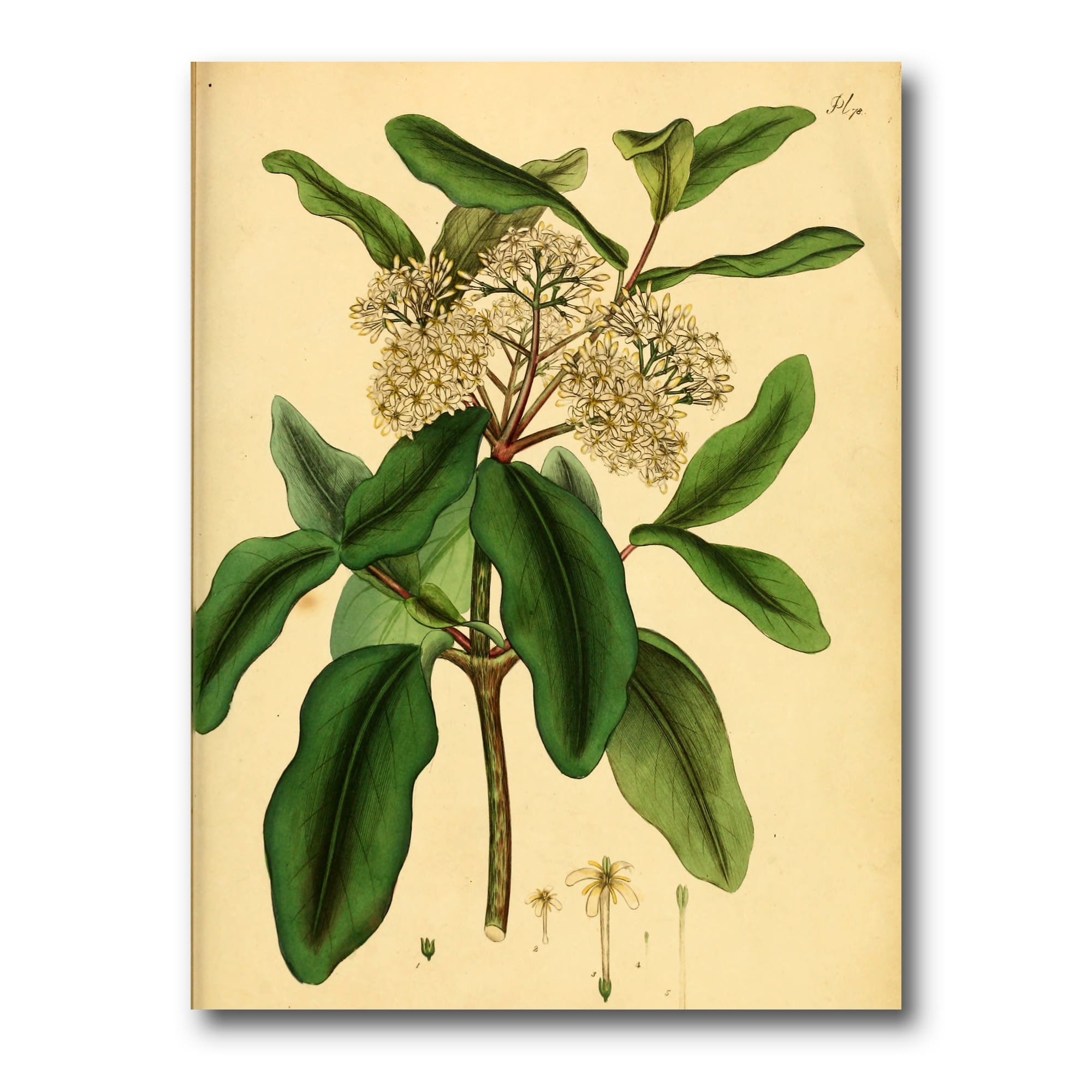 Designart ' Ancient Plant Life I ' Traditional Canvas Wall Art Print