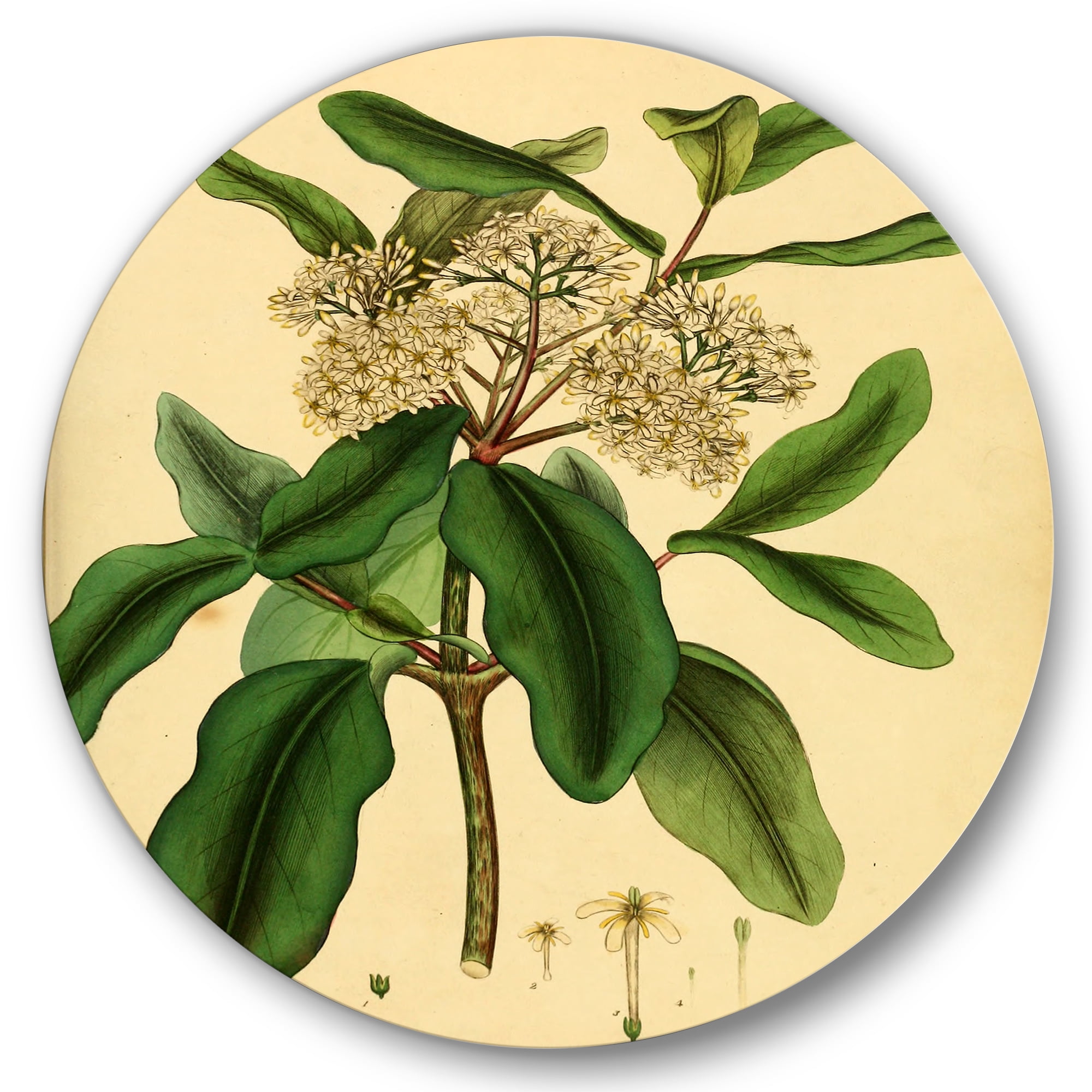Designart 'Ancient Plant Life I' Traditional Circle Metal Wall Art 29x29 - Disc of 29