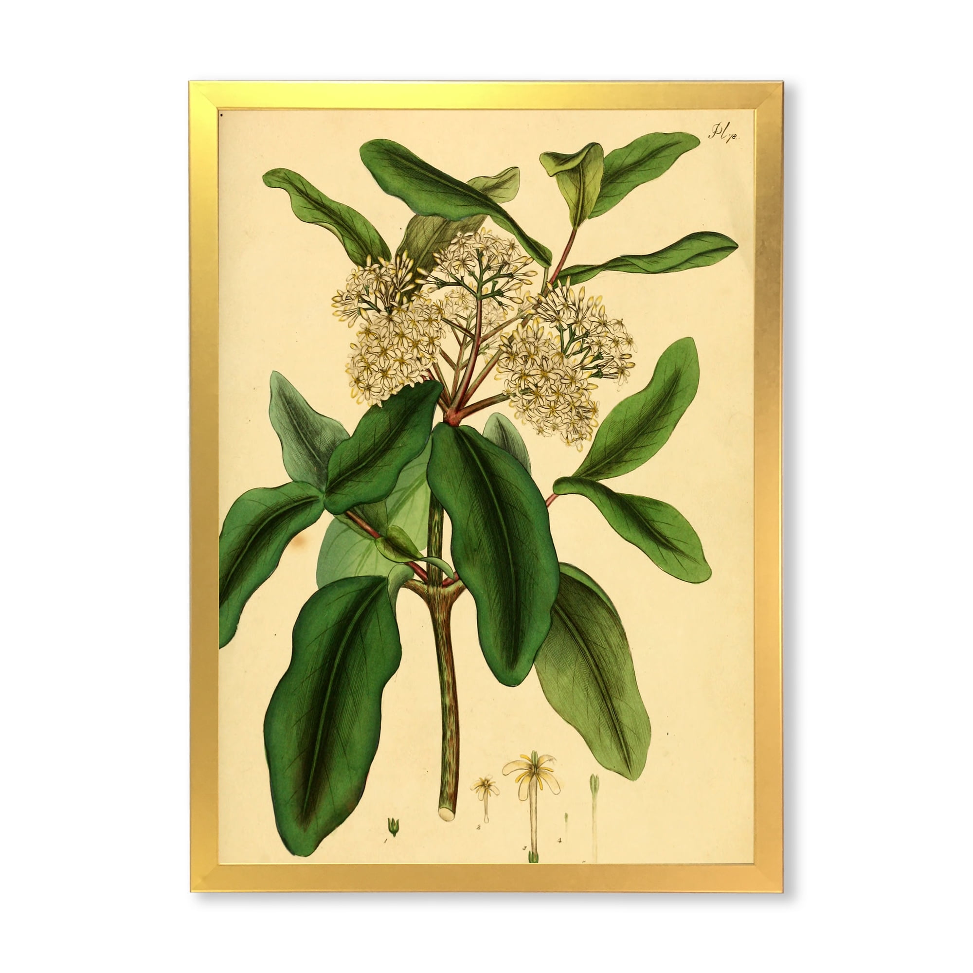Designart 'Ancient Plant Life I' Traditional Framed Art Print