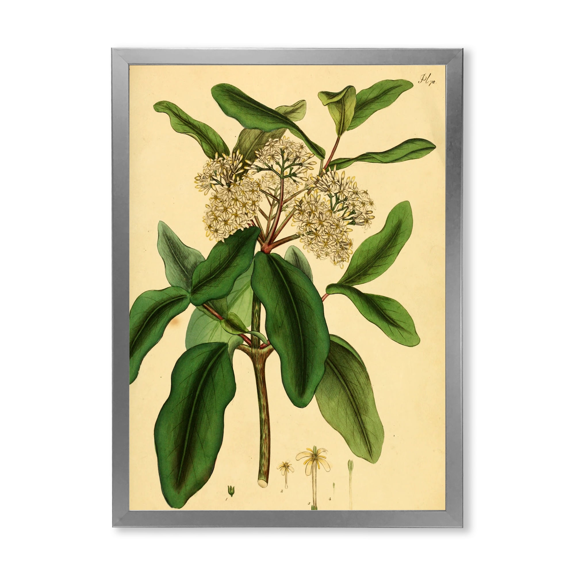Designart 'Ancient Plant Life I' Traditional Framed Art Print