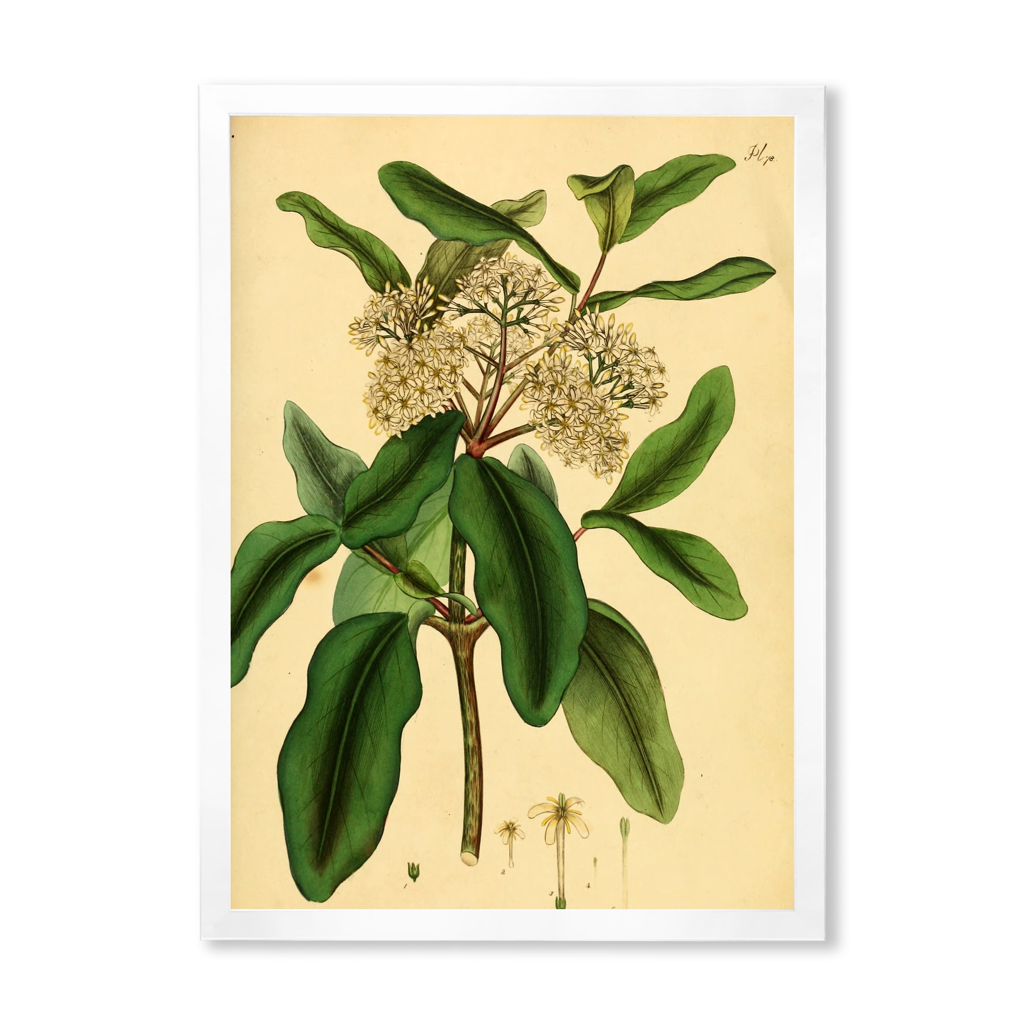 Designart 'Ancient Plant Life I' Traditional Framed Art Print