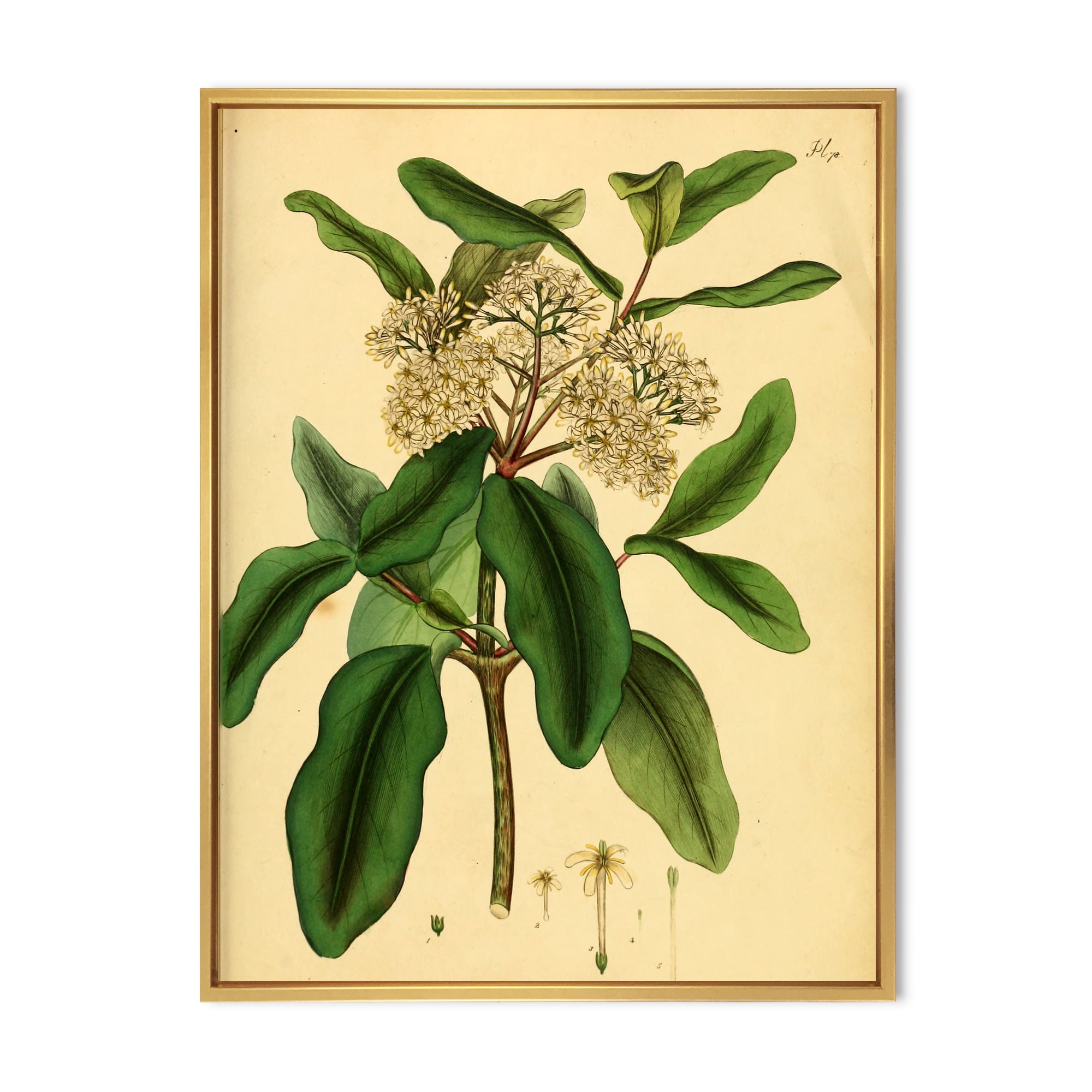 Designart 'Ancient Plant Life I' Traditional Framed Canvas Wall Art Print
