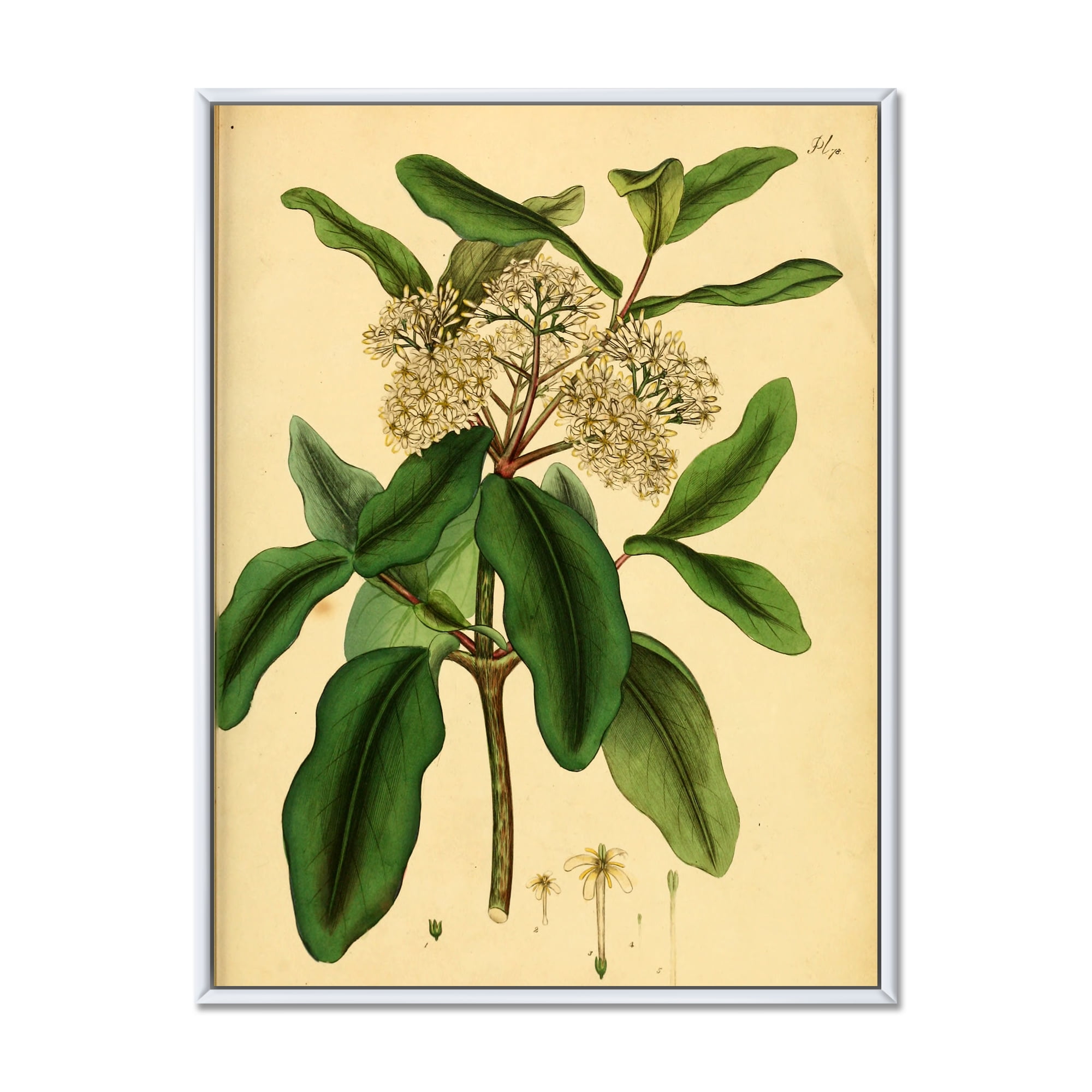Designart 'Ancient Plant Life I' Traditional Framed Canvas Wall Art Print