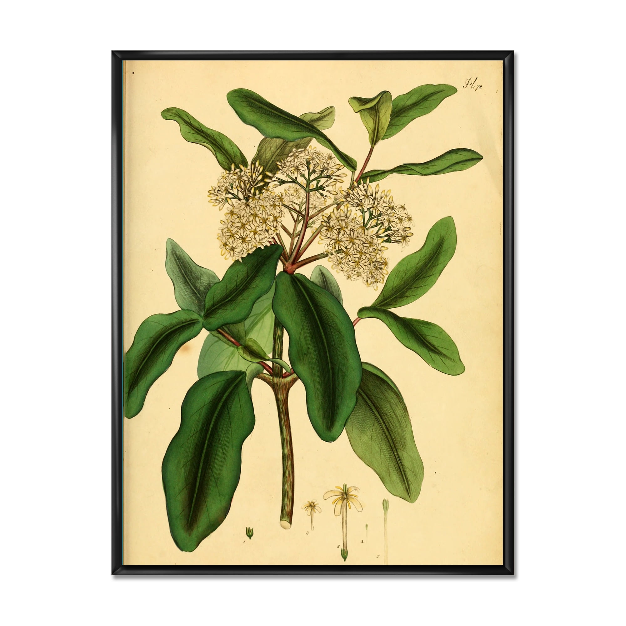 Designart 'Ancient Plant Life I' Traditional Framed Canvas Wall Art Print