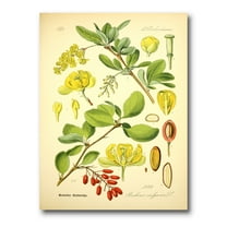 Designart ' Ancient Plant Life II ' Traditional Canvas Wall Art Print