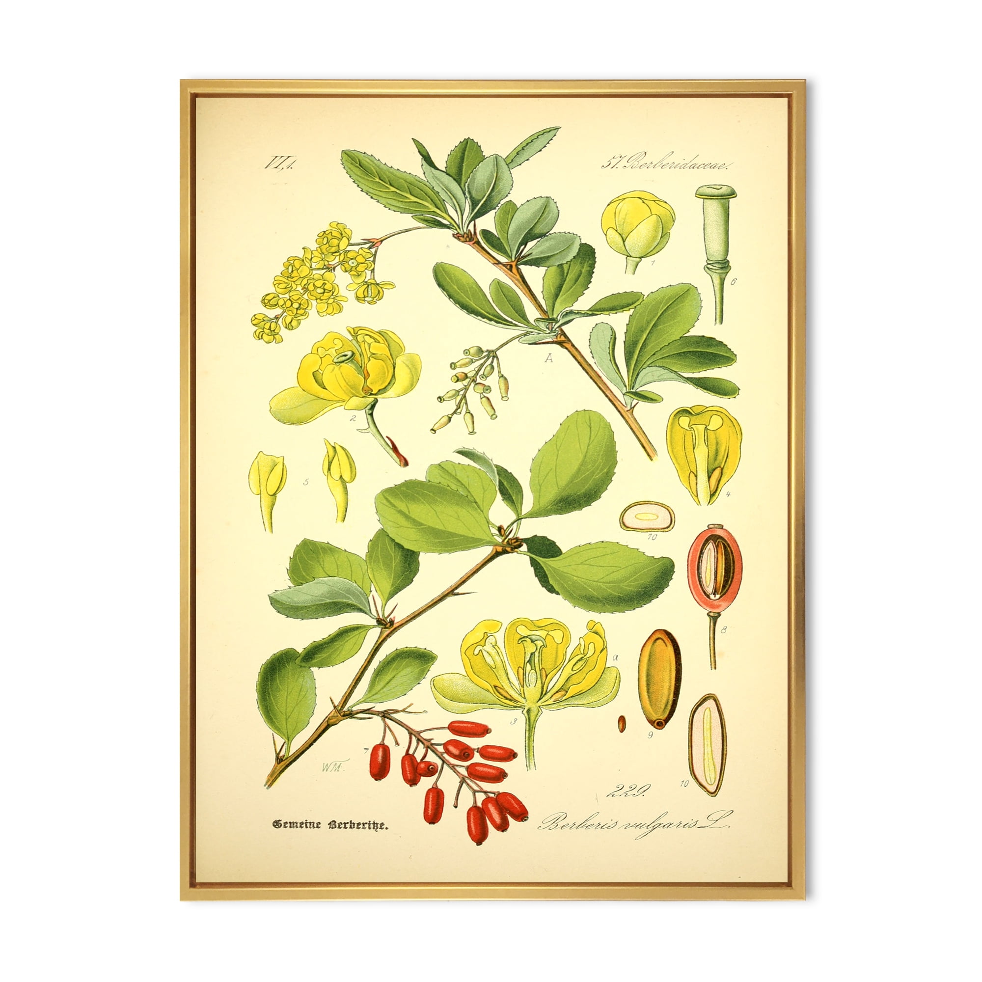 Designart 'Ancient Plant Life II' Traditional Framed Canvas Wall Art Print