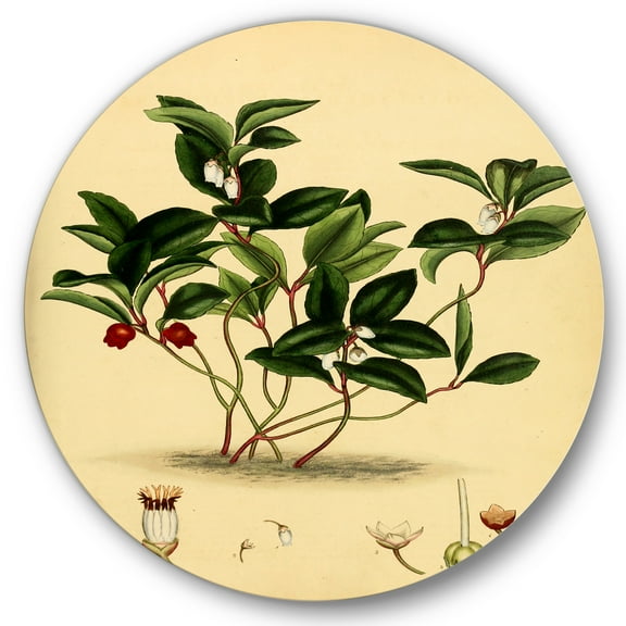 Designart 'Ancient Plant Life III' Traditional Circle Metal Wall Art 36x36 - Disc of 36