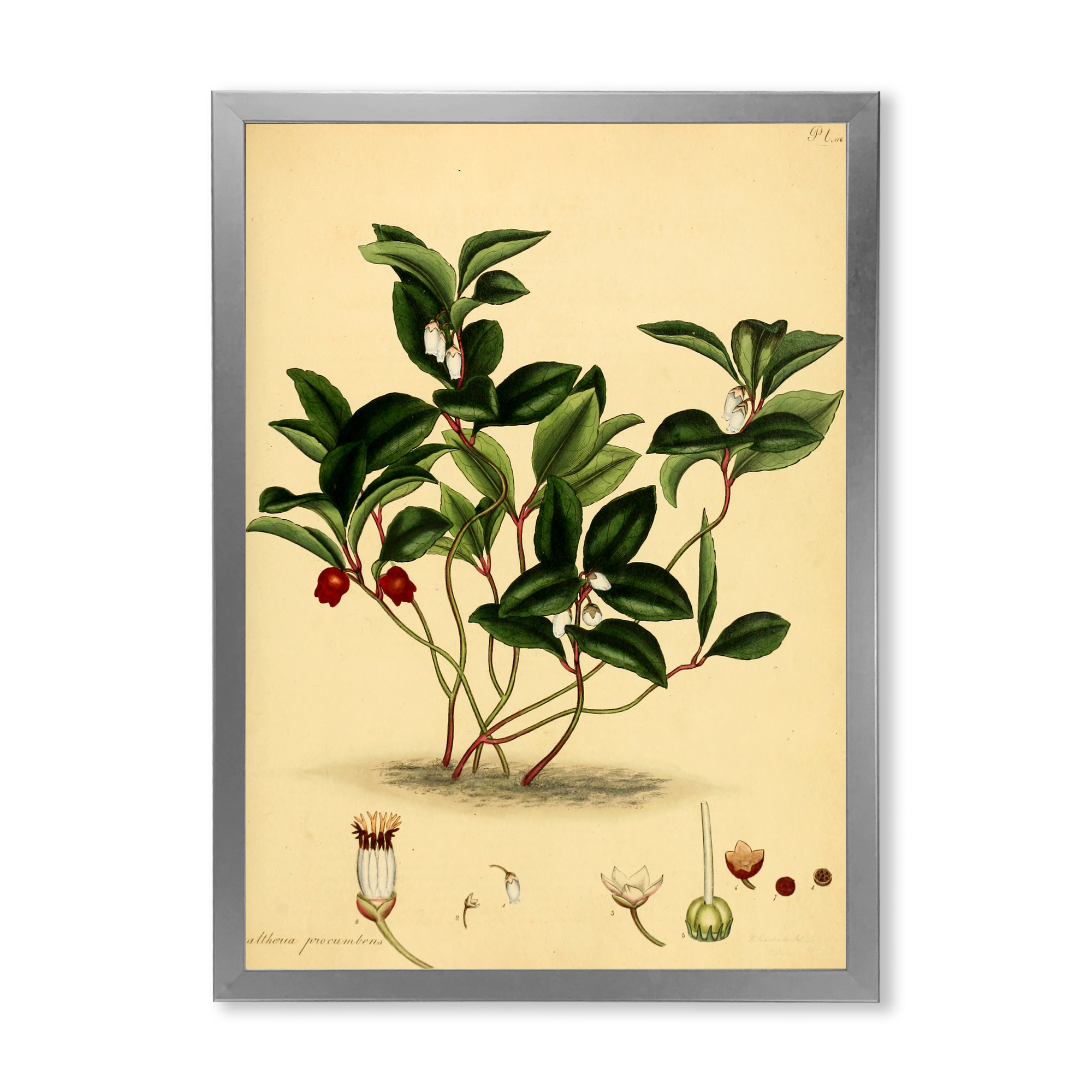 Designart 'Ancient Plant Life III' Traditional Framed Art Print