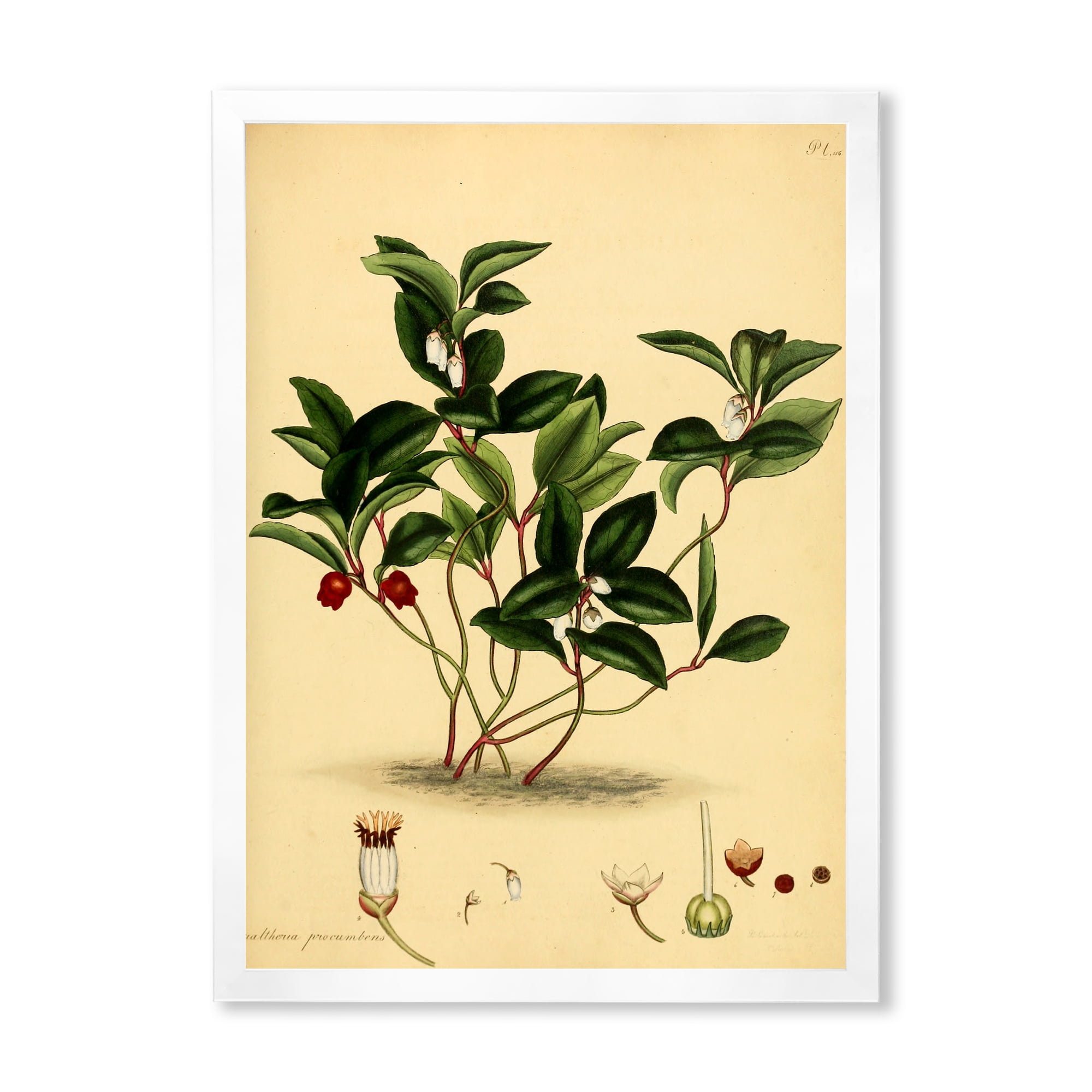 Designart 'Ancient Plant Life III' Traditional Framed Art Print