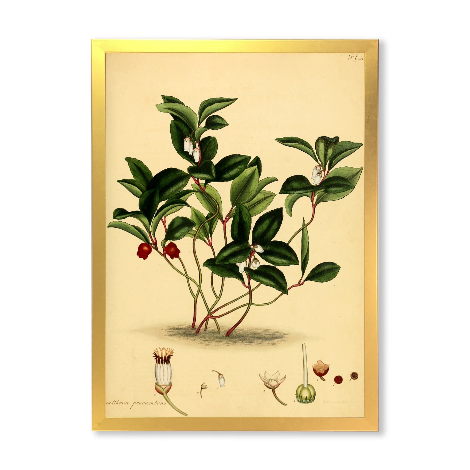 Designart 'Ancient Plant Life III' Traditional Framed Art Print
