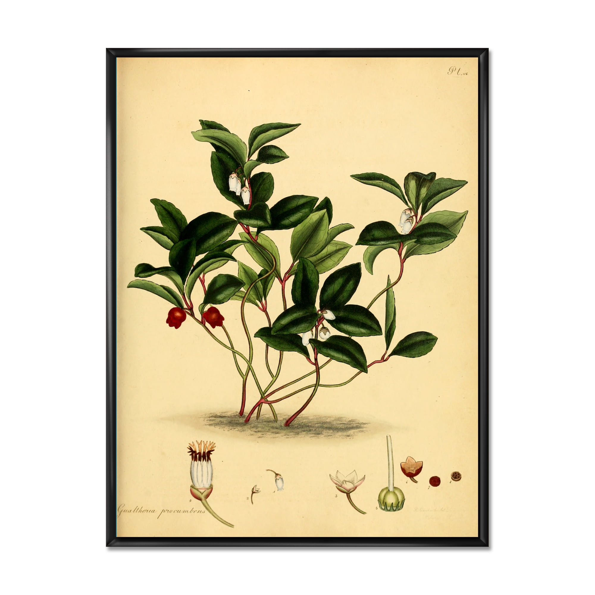 Designart 'Ancient Plant Life III' Traditional Framed Canvas Wall Art Print