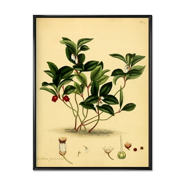 Designart 'Ancient Plant Life III' Traditional Framed Canvas Wall Art Print