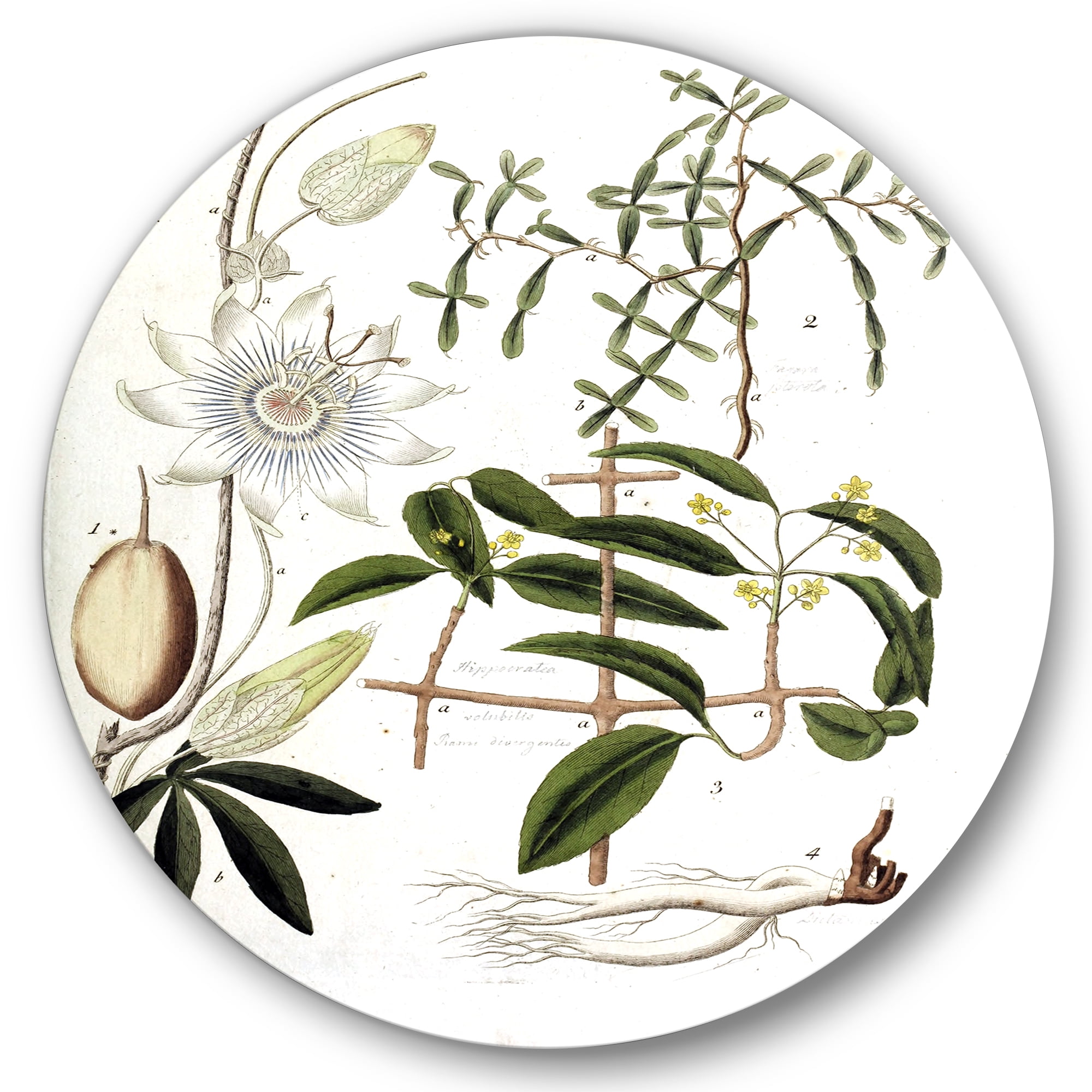 Designart 'Ancient Plant Life IV' Farmhouse Circle Metal Wall Art 36x36 - Disc of 36