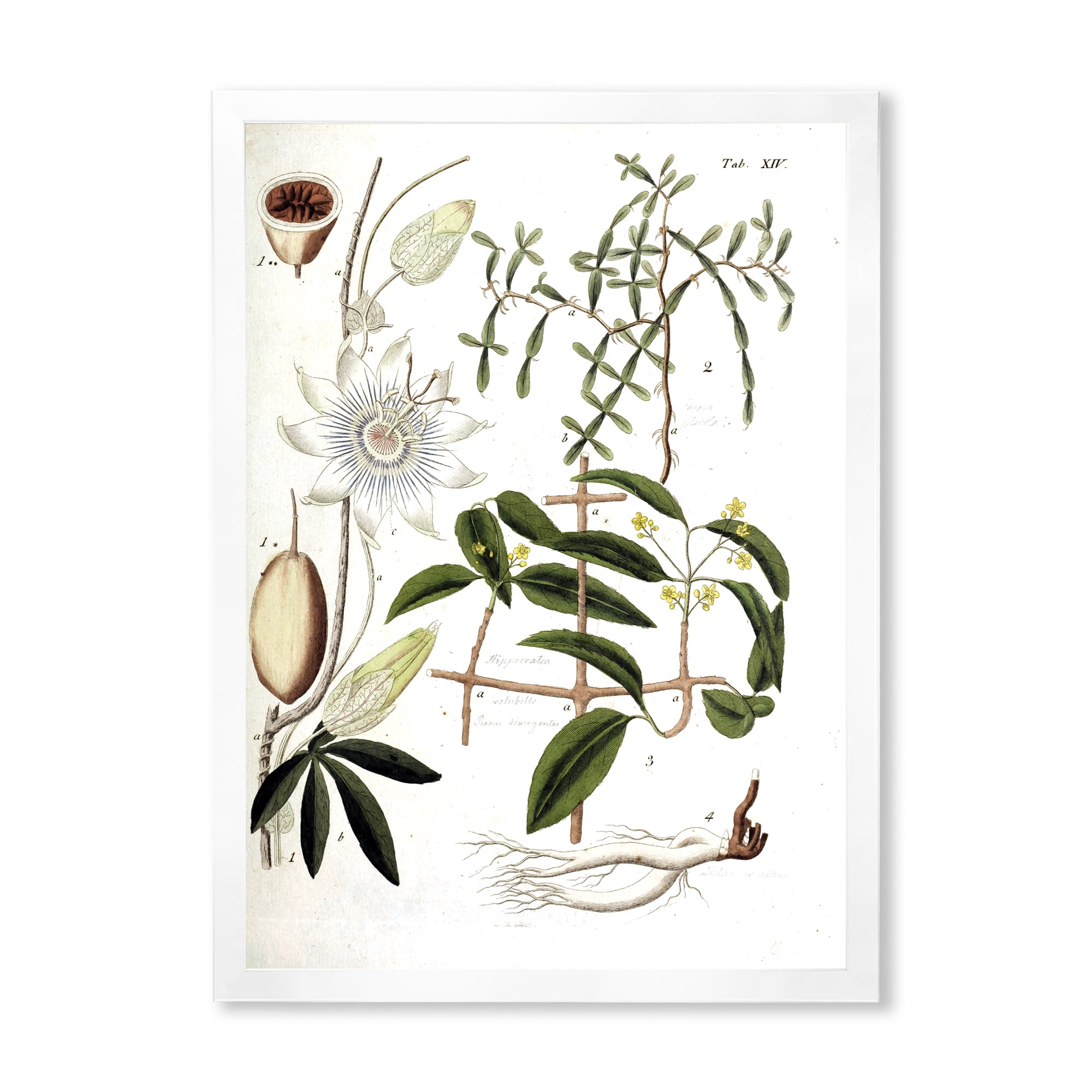 Designart 'Ancient Plant Life IV' Farmhouse Framed Art Print