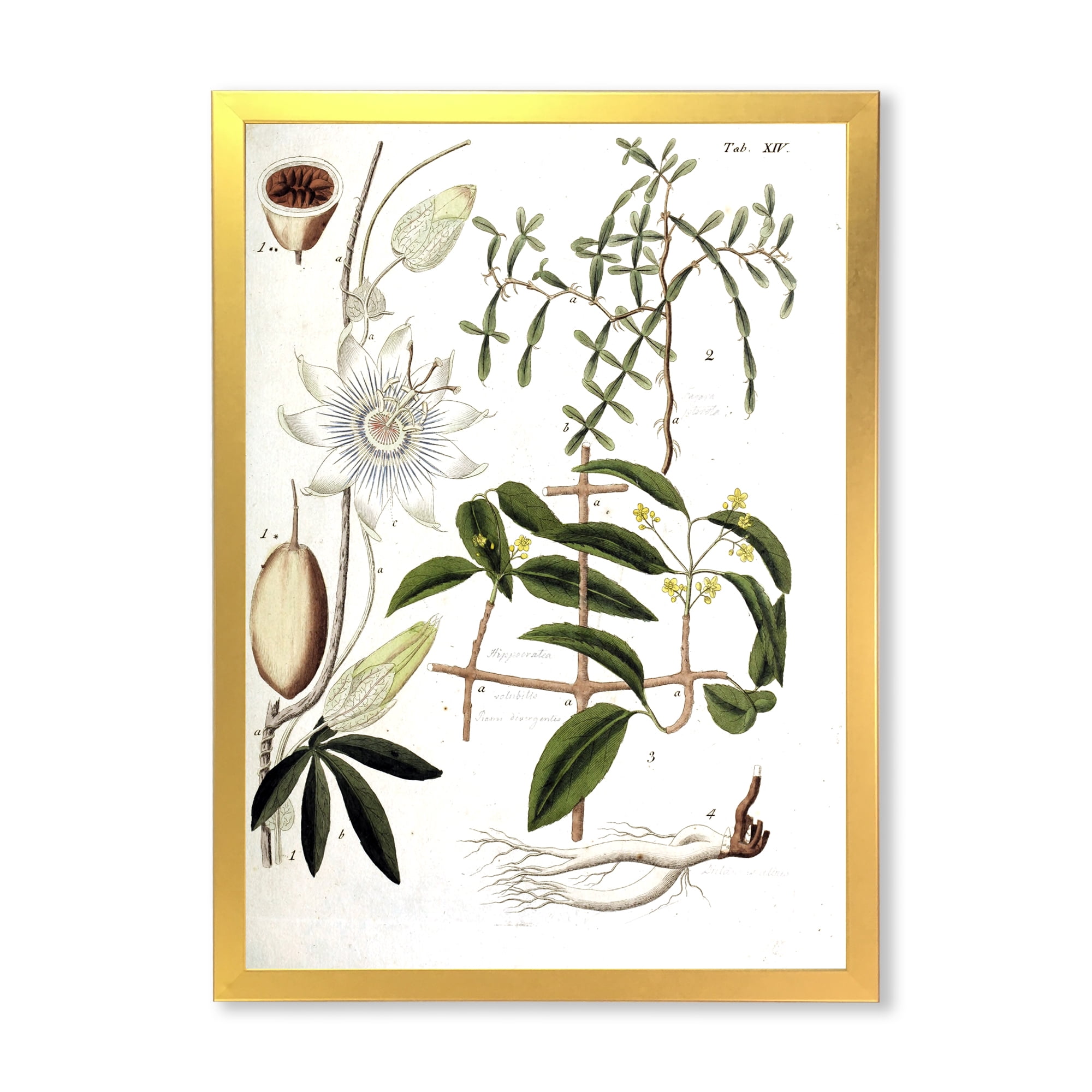 Designart 'Ancient Plant Life IV' Farmhouse Framed Art Print