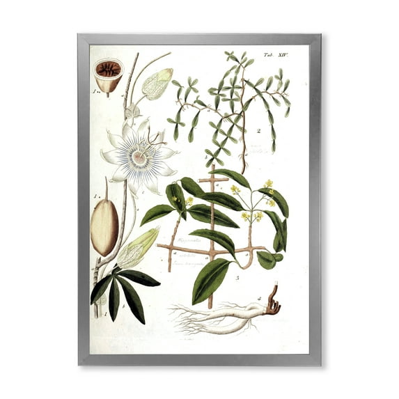 Designart 'Ancient Plant Life IV' Farmhouse Framed Art Print
