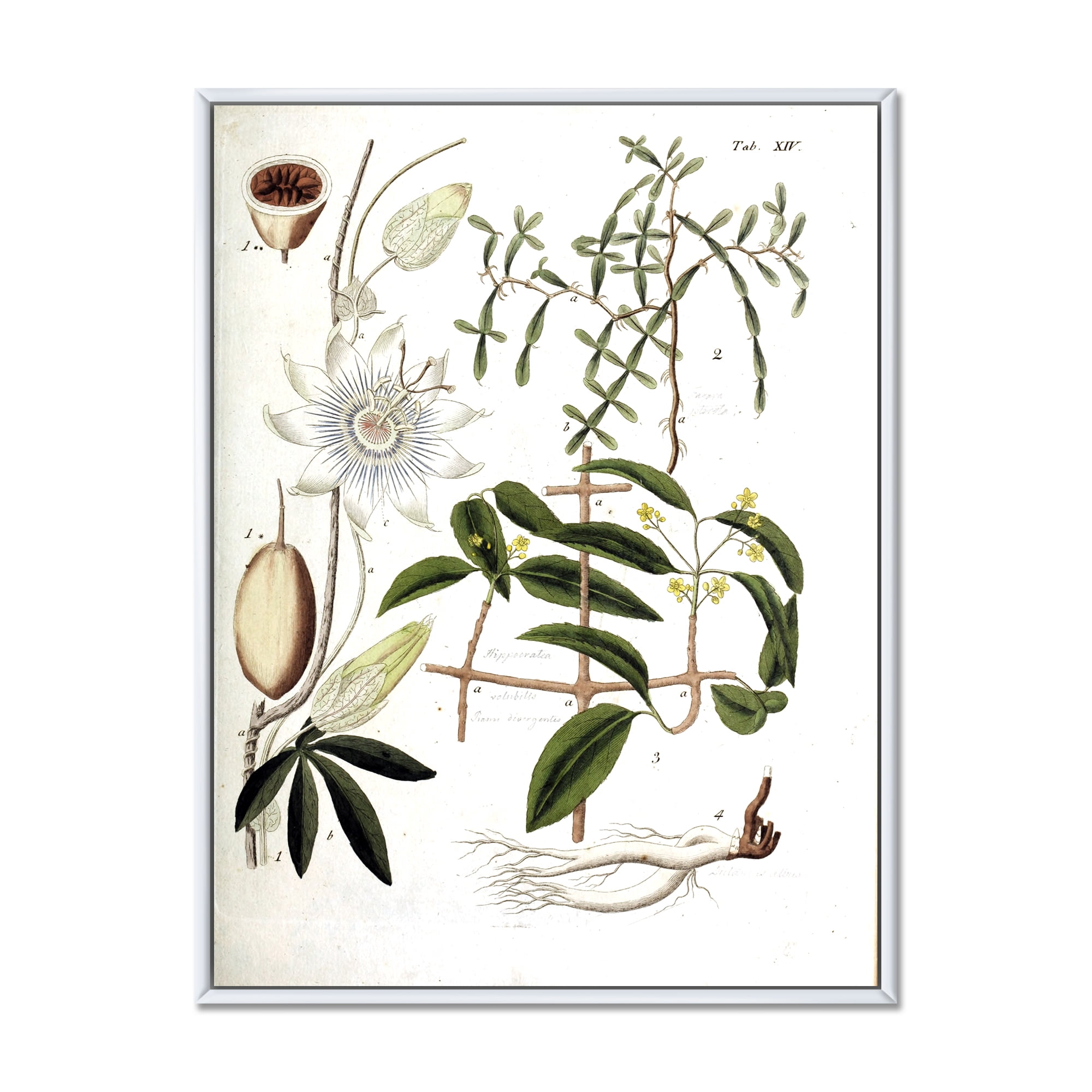 Designart 'Ancient Plant Life IV' Farmhouse Framed Canvas Wall Art Print