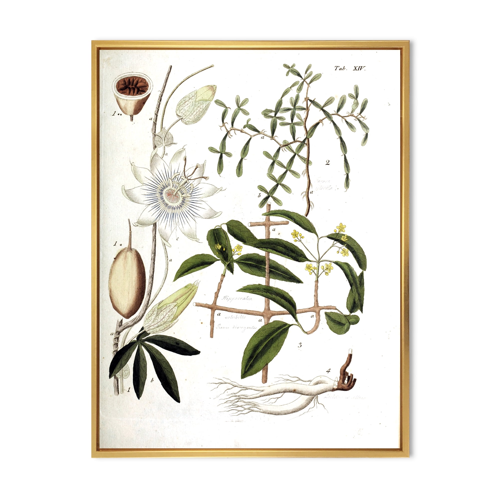 Designart 'Ancient Plant Life IV' Farmhouse Framed Canvas Wall Art Print