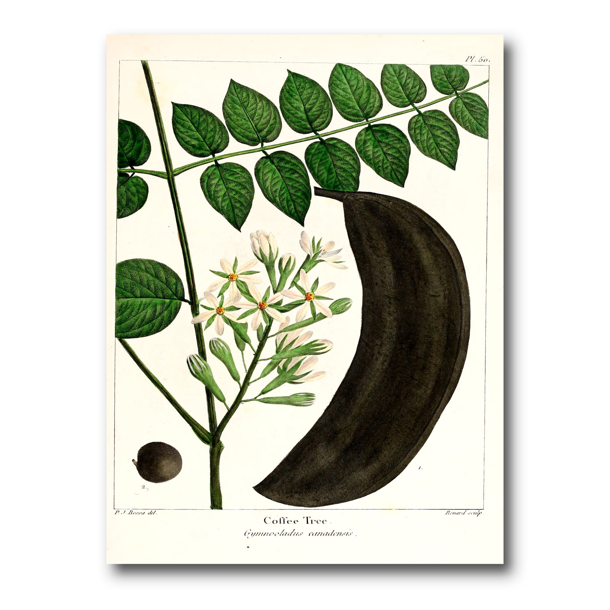 Designart ' Ancient Plant Life IX ' Traditional Canvas Wall Art Print