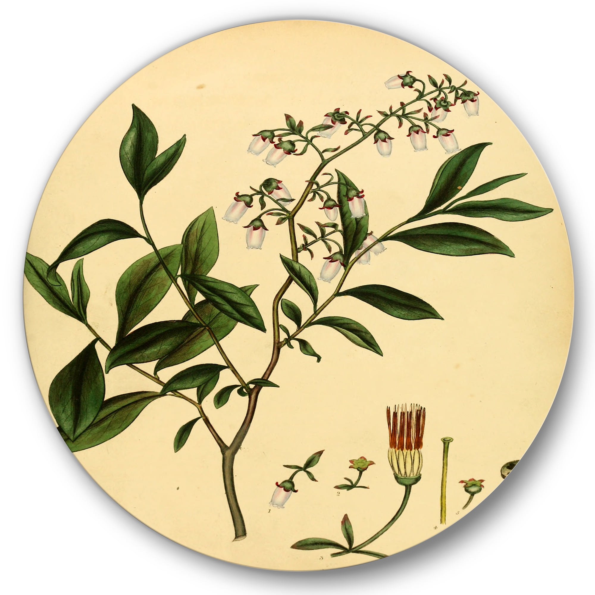 Designart 'Ancient Plant Life V' Traditional Circle Metal Wall Art 29x29 - Disc of 29