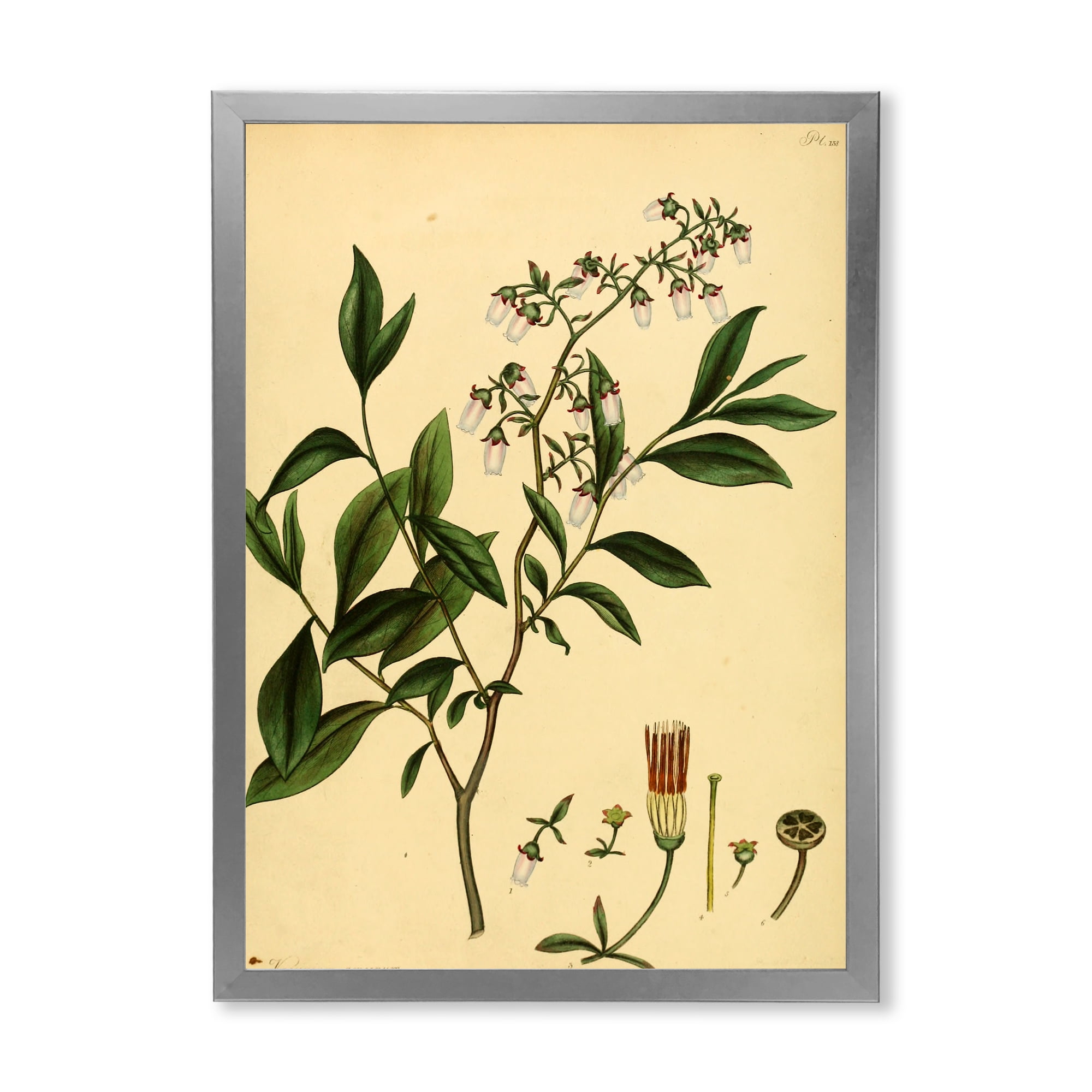 Designart 'Ancient Plant Life V' Traditional Framed Art Print