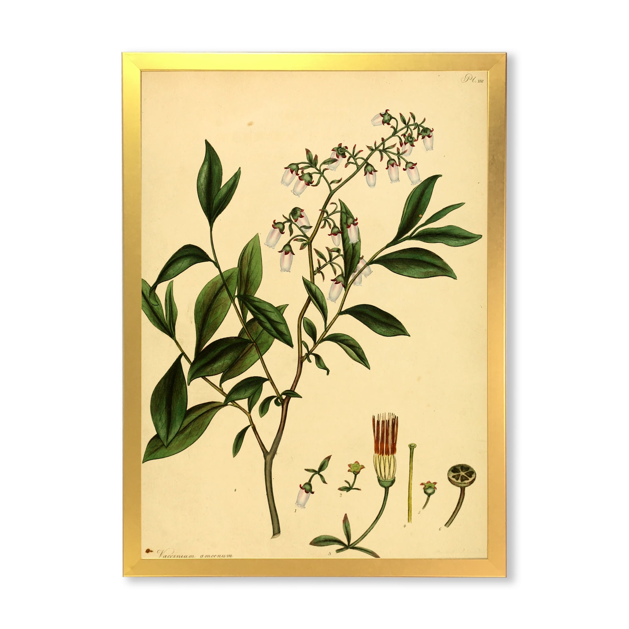 Designart 'Ancient Plant Life V' Traditional Framed Art Print