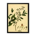 thumbnail image 1 of Designart 'Ancient Plant Life V' Traditional Framed Art Print, 1 of 4