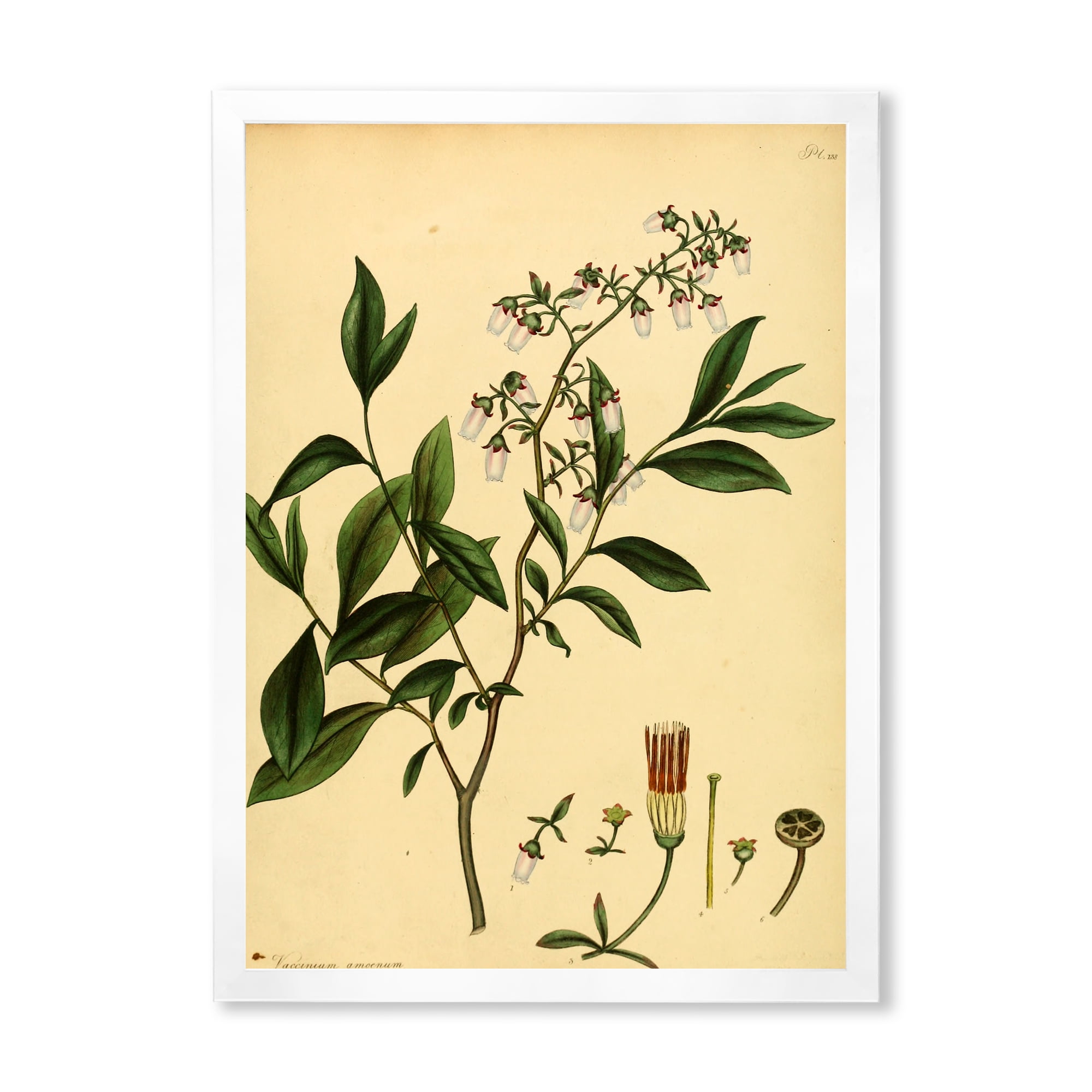 Designart 'Ancient Plant Life V' Traditional Framed Art Print