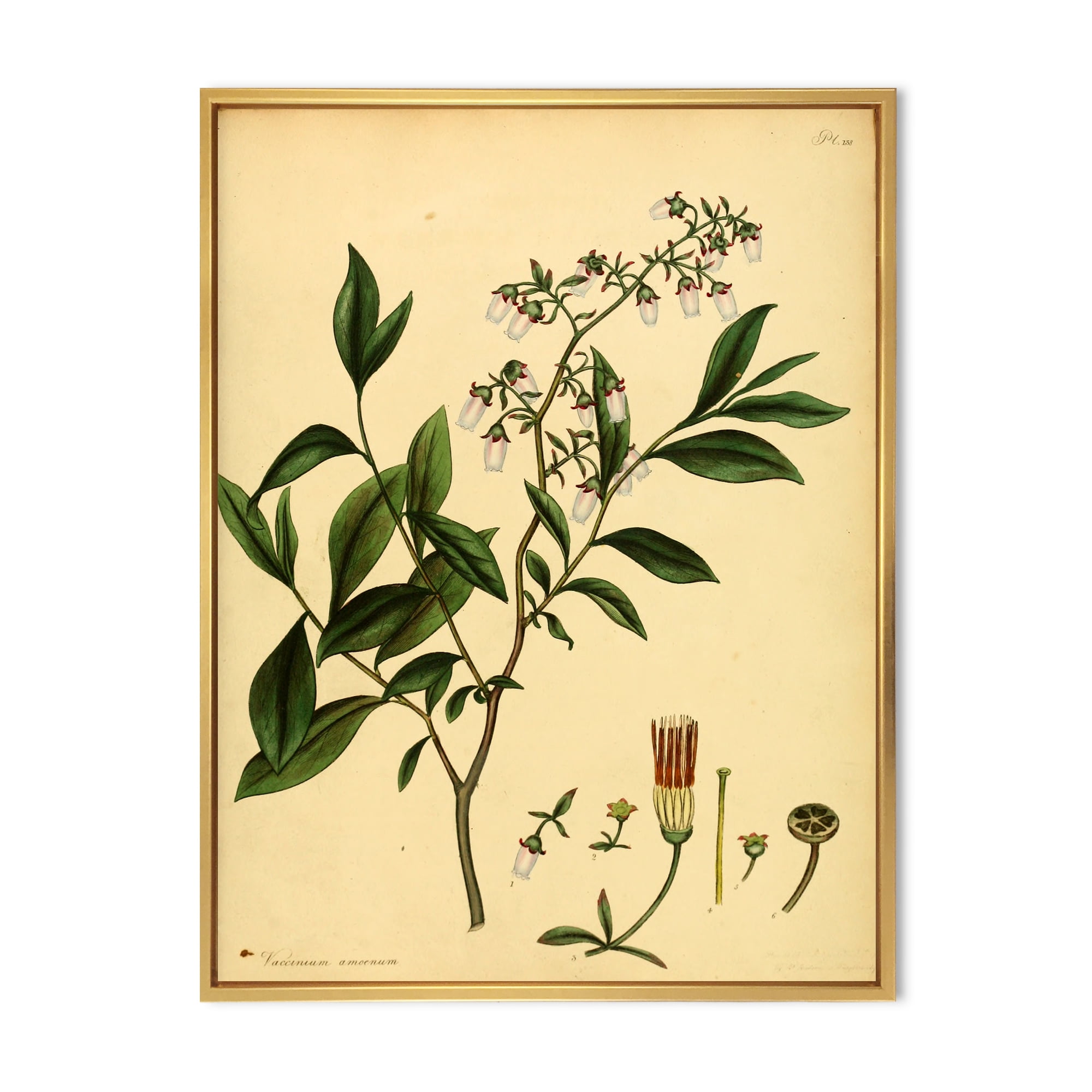 Designart 'Ancient Plant Life V' Traditional Framed Canvas Wall Art Print