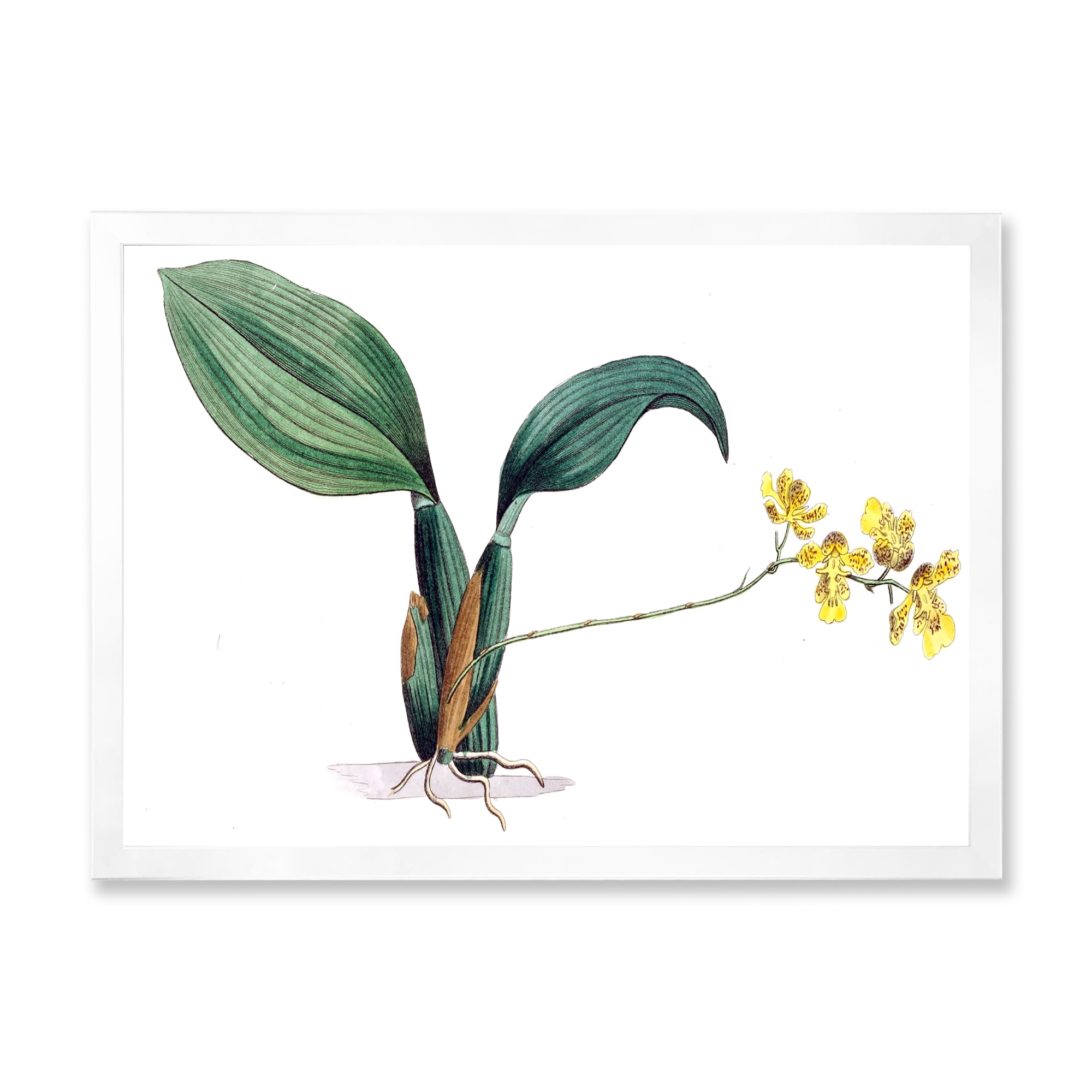 Designart 'Ancient Plant Life VI' Traditional Framed Art Print