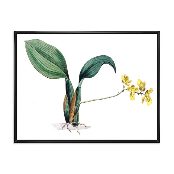 Designart 'Ancient Plant Life VI' Traditional Framed Canvas Wall Art Print