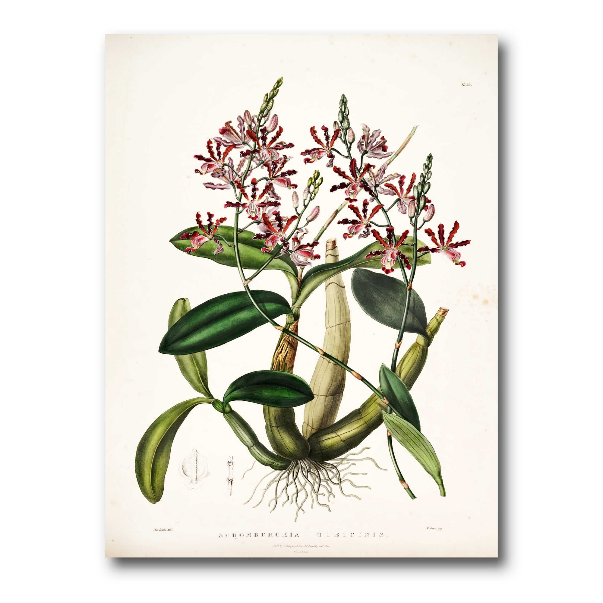 Designart ' Ancient Plant Life VII ' Traditional Canvas Wall Art Print