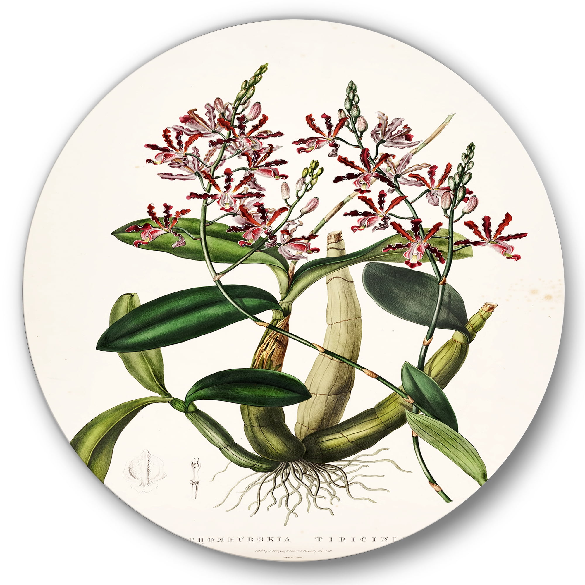 Designart 'Ancient Plant Life VII' Traditional Circle Metal Wall Art 23x23 - Disc of 23