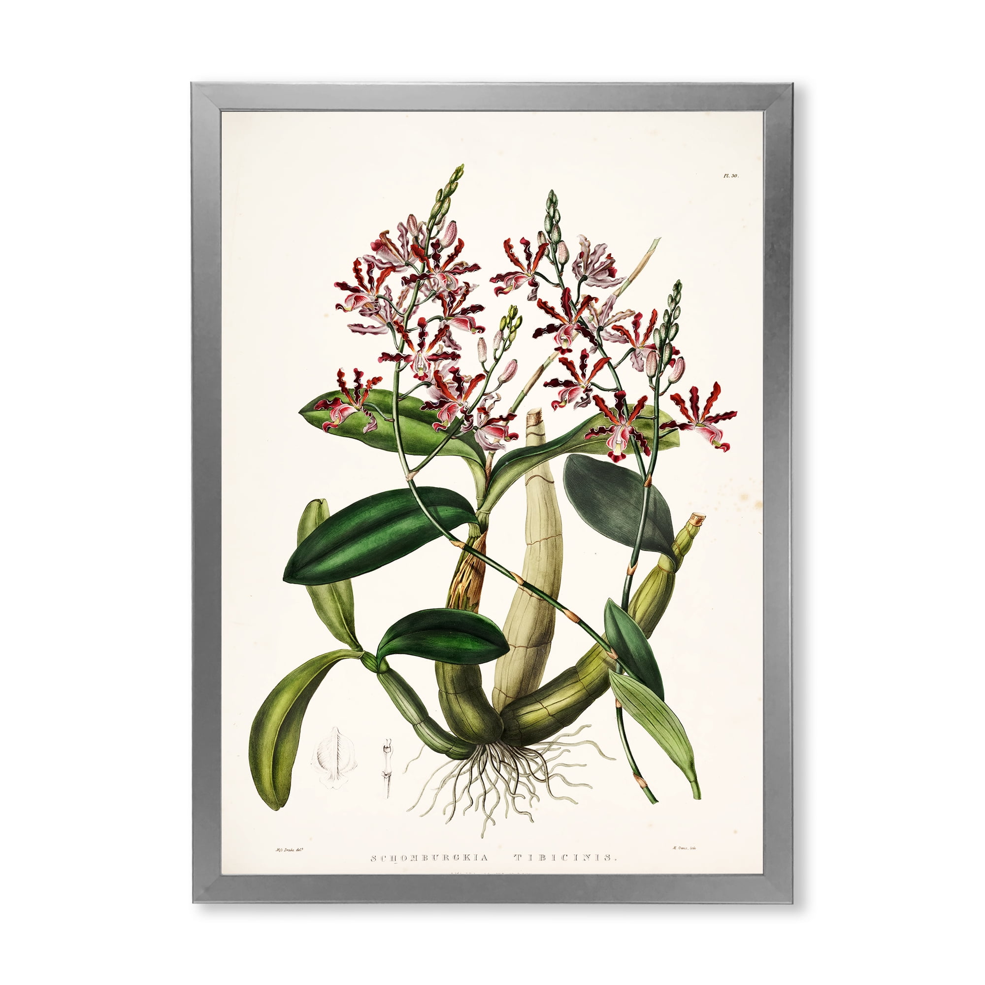 Designart 'Ancient Plant Life VII' Traditional Framed Art Print