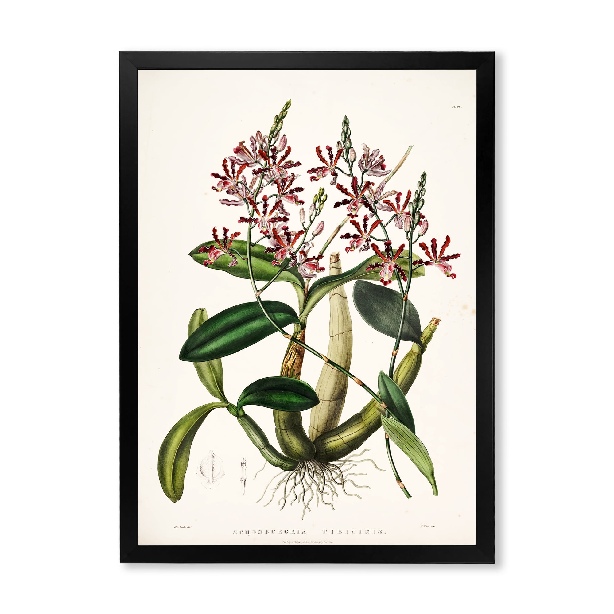 Designart 'Ancient Plant Life VII' Traditional Framed Art Print