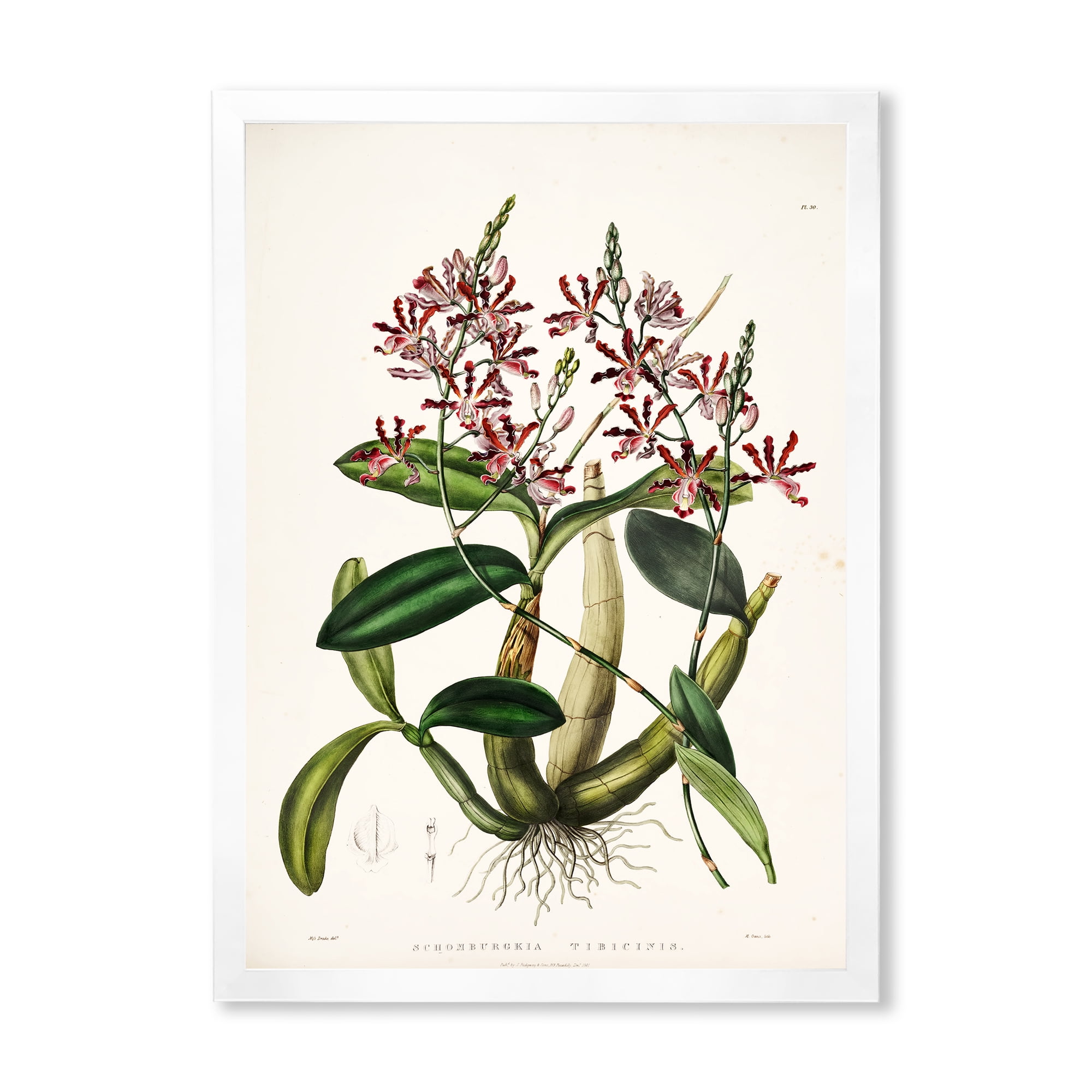 Designart 'Ancient Plant Life VII' Traditional Framed Art Print