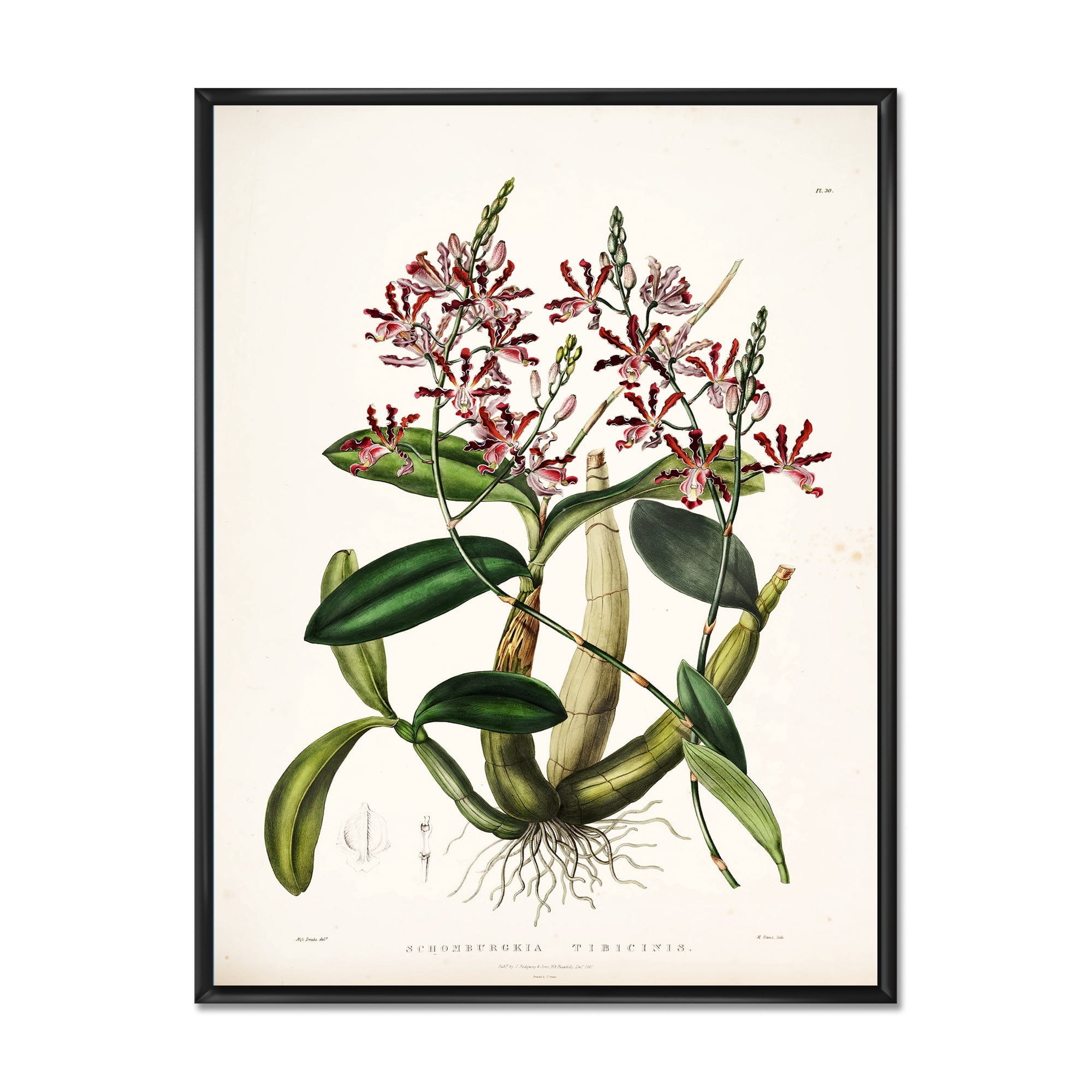 Designart 'Ancient Plant Life VII' Traditional Framed Canvas Wall Art Print