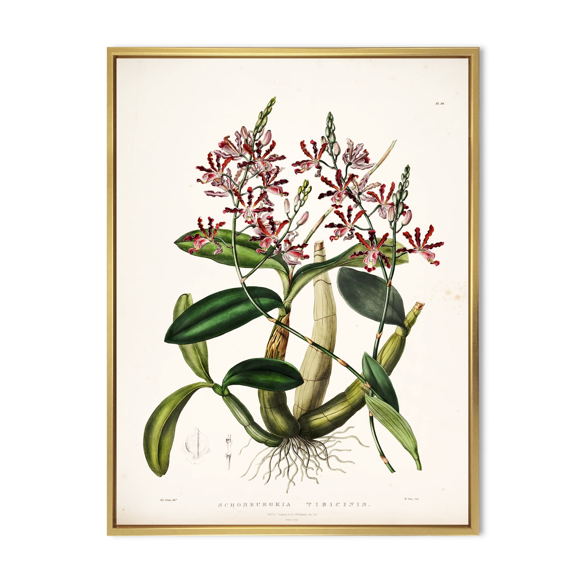 Designart 'Ancient Plant Life VII' Traditional Framed Canvas Wall Art Print